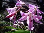 Crinum Powellii Pink